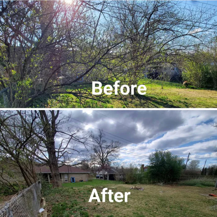 before and after pictures of deadwooding service shelbyville ky