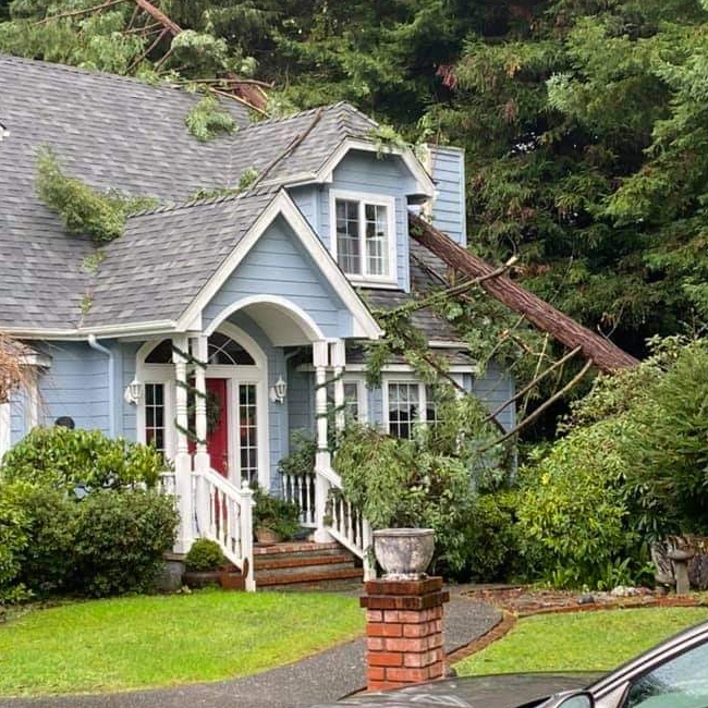tree falling over house shelbyville ky