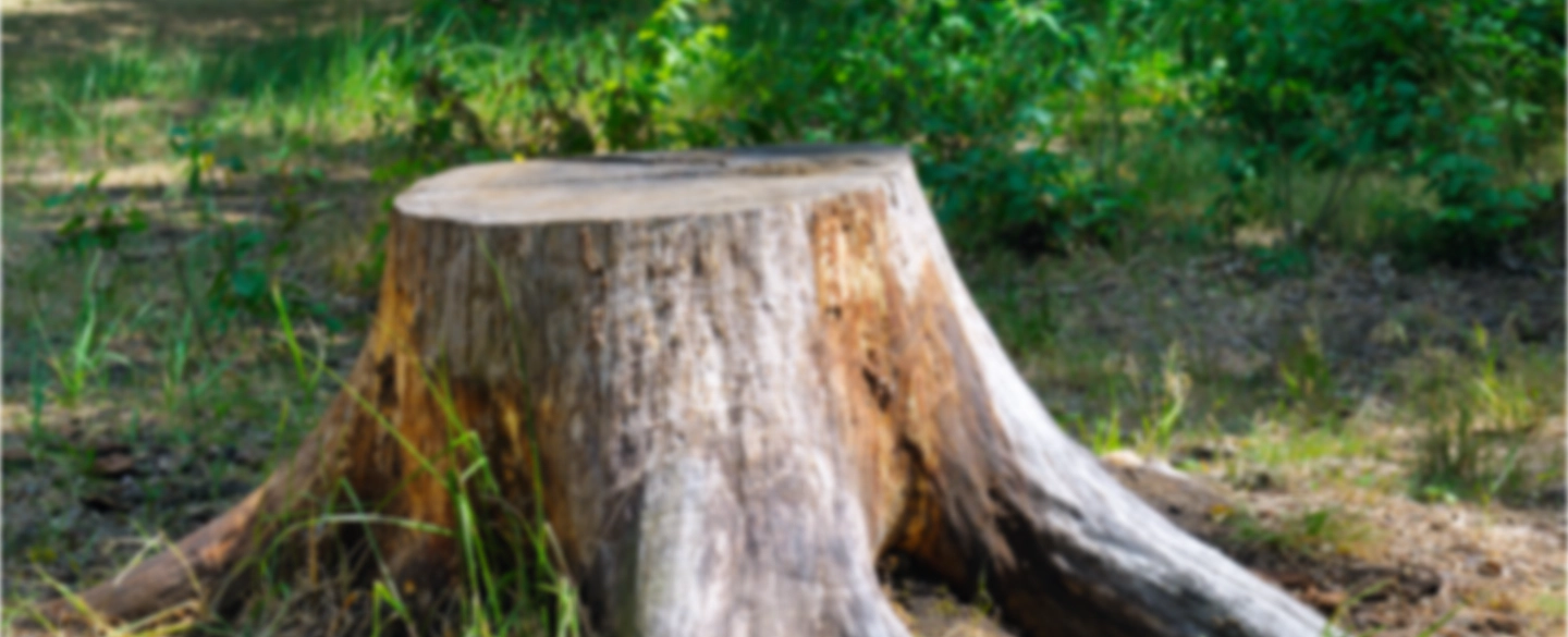 tree stump shelbyville ky